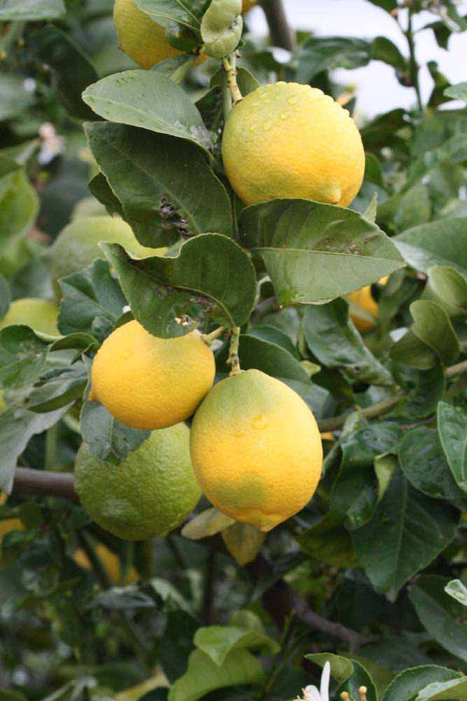              Fruit (Riverside, CA)       